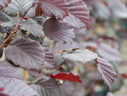 corylus avellena red ghost