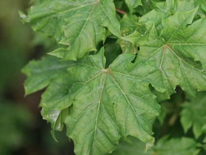 acer platanoides Marit 2