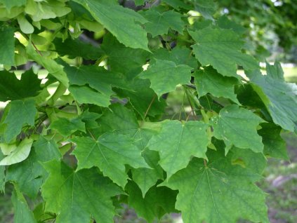 acer platanoides olmstedd 1