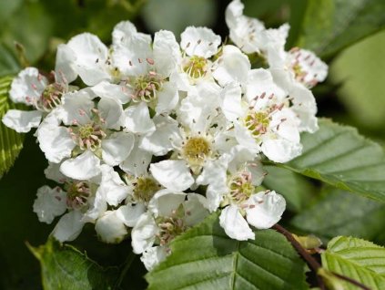 Hloh 'Big Golden Star'