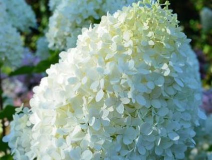 hydrangea paniculata couhamint