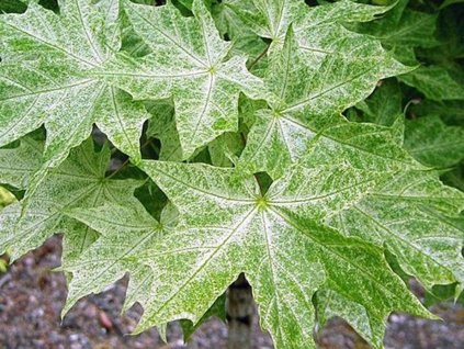 acer platanoides walderssei