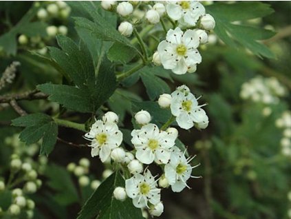 crataegus schraderiana 1