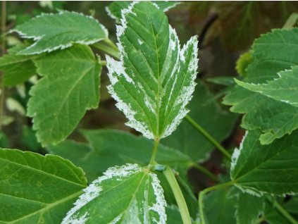 acer rufinerve albolimbatum