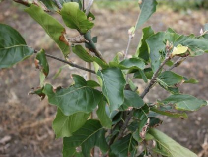 fagus arcutata