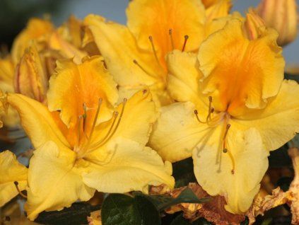 Azalka 'Marabella'