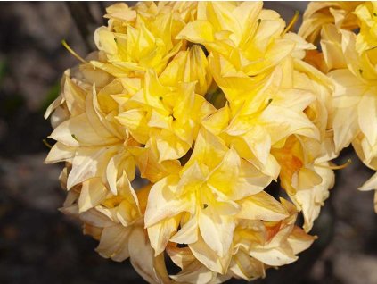 Azalka 'Yellow Pom Pom'