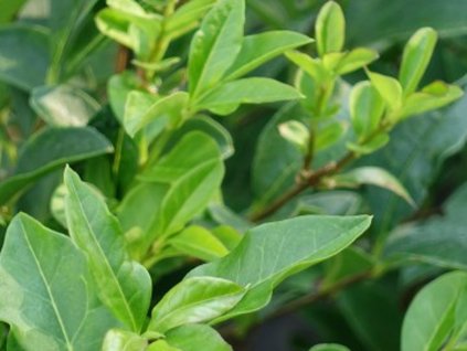 Ptačí zob vejčitolistý 'Green Diamond'
