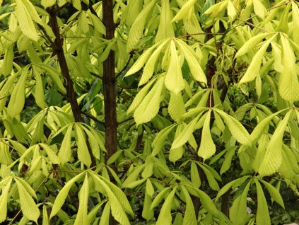 Jírovec maďal 'Hampton Court Gold'