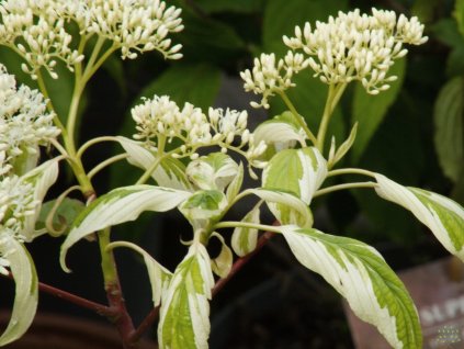 Cornus Gosia (3)