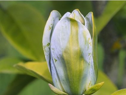 magnolia seiju