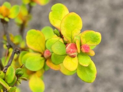 Dřišťál Thunbergův 'Neon Gold'
