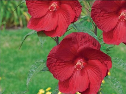 hibiscus my valentine
