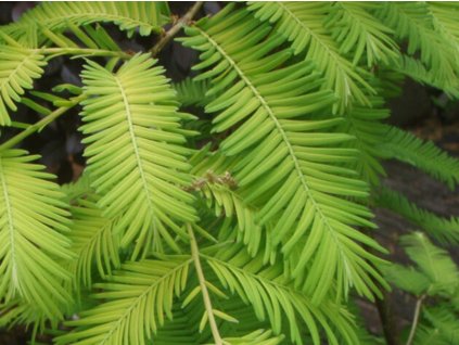 Metasekvoj čínská 'Pendula'