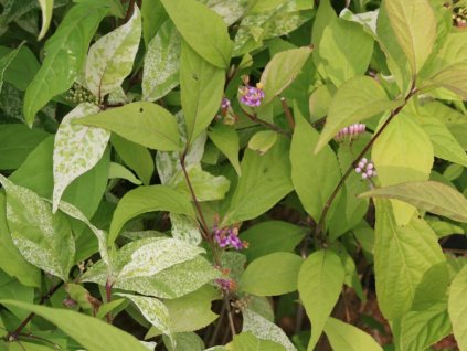 Callicarpa japonica Koshima no homate 1