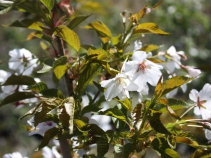Sakura ozdobná 'Benekom'