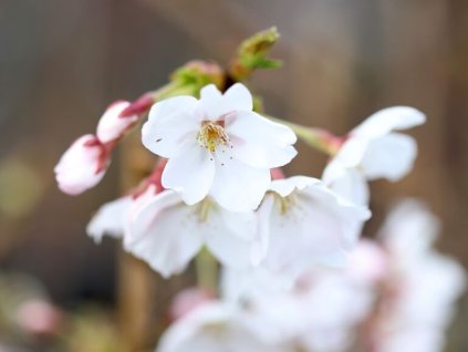 Sakura ozdobná 'Diane'