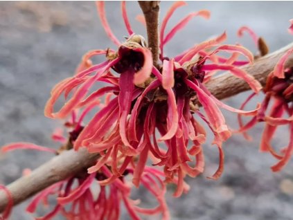 Vilín prostřední 'Ruby Glow'  Hamamelis x intermedia 'Ruby Glow'