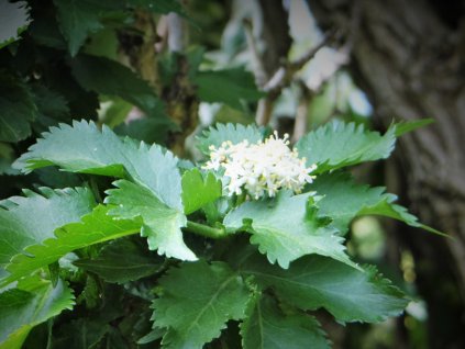 Bez černý 'Pyramidalis'