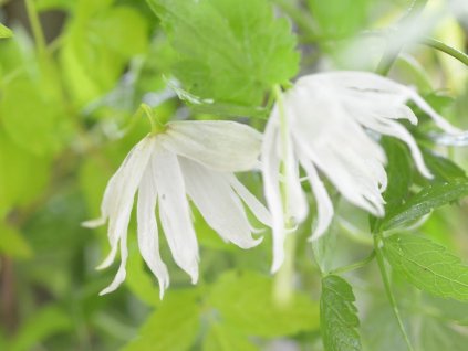 Plamének 'Luminous Snow'