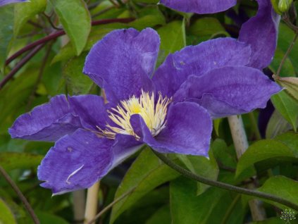 Clematis Neonka (1)