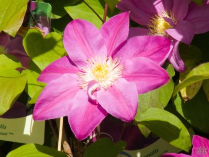 Clematis Raspberry Cream (1)