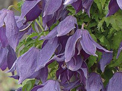 Plamének 'Violet Lampion'