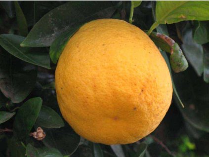 Hybrid 'Chironja'
