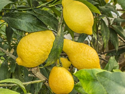 Citroník 'Salicifolia'