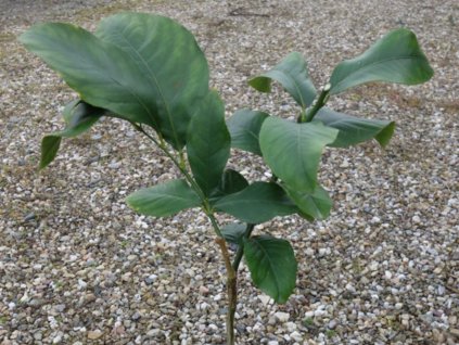 Citroník 'Ghana'