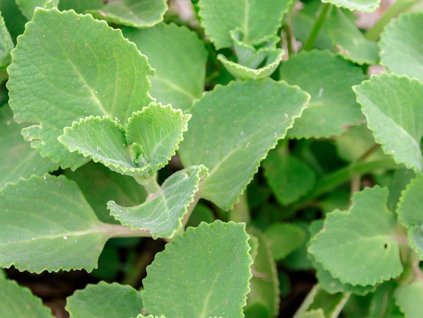 Oregáno, dobromysl obecná 'Cuba' - Origanum vulgare 'Cuba'