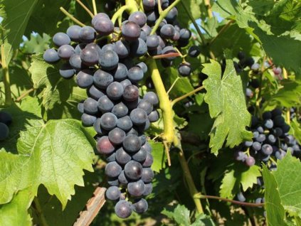 Réva vinná 'Muscat Blue'