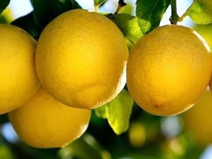 Citrusy Na Prodej (citrusových plodů, mírně nakyslou, červenou dužinou) Citrusy Na Prodej