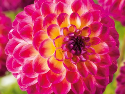 Jiřina 'Hapet Daydream'