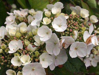 Hortenzie velkolistá 'Libelle'