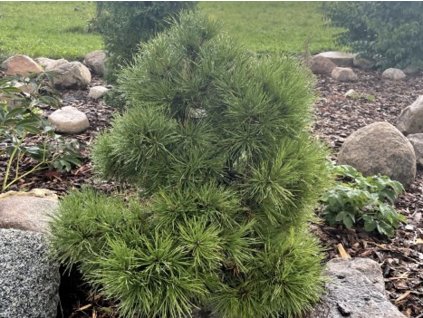 Borovice lesní 'Viridis Compacta'