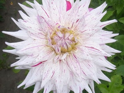 Jiřina 'Mick's Peppermint'