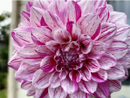 Jiřina 'Peppermint Splash'