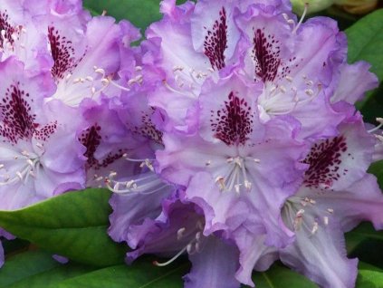 Rododendron 'Blue Peter'