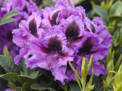 Rododendron 'Graal Müritz'