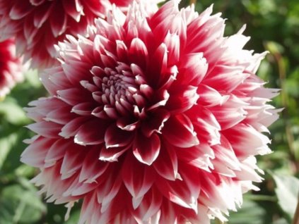 Jiřina 'Red and White Fubuki'