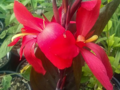 Kana 'Red Futurity'