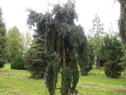 Douglaska tisolistá 'Pendula'