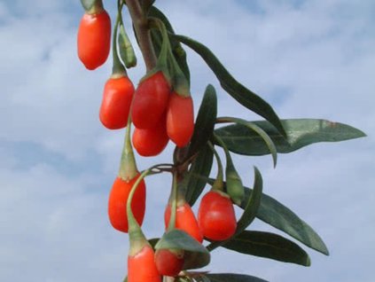 Kustovnice čínská 'Goji'