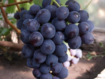 Vinna Reva Romulus () Vinna Reva Romulus