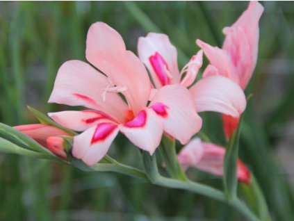 Mečík drobnokvětý 'Impressive'