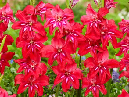 Mečík drobnokvětý 'Robinetta'