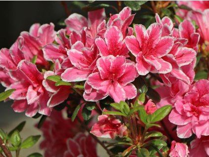 Japonská azalka 'Pink Poetry'