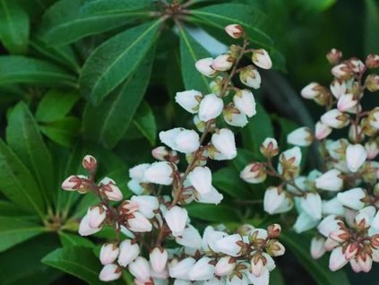 Pieris 'Bonfire'