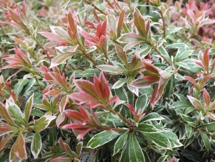 Pieris japonský 'Little Heath'